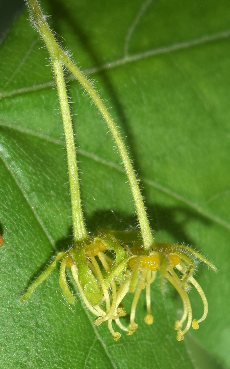 Image of Acer campestre specimen.