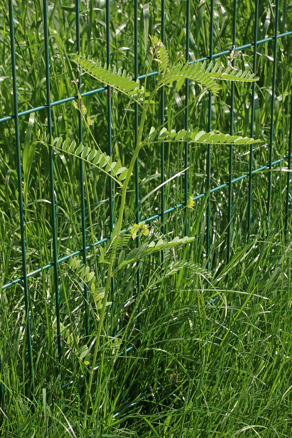 Изображение особи Astragalus schmalhausenii.