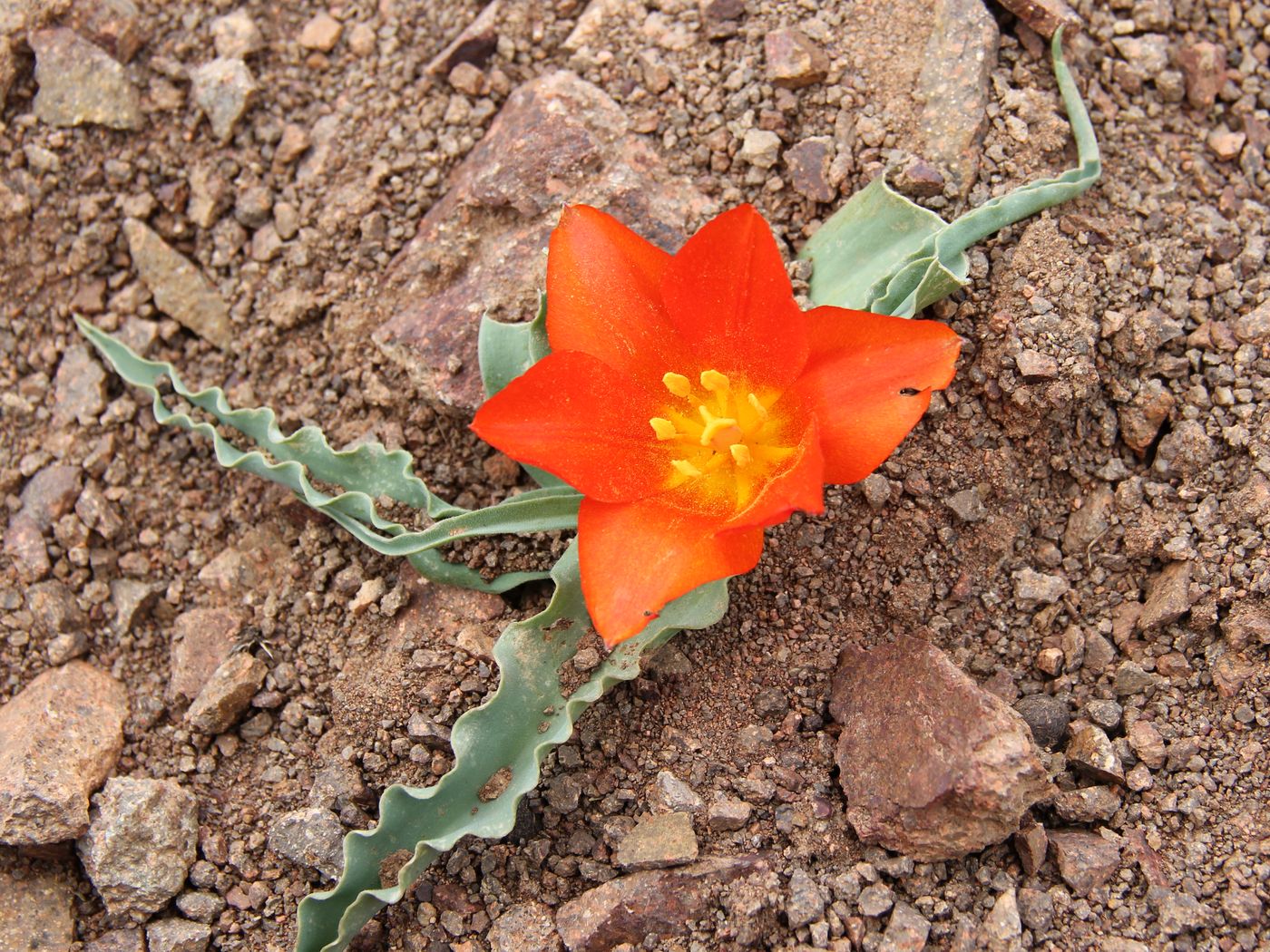 Image of Tulipa dubia specimen.