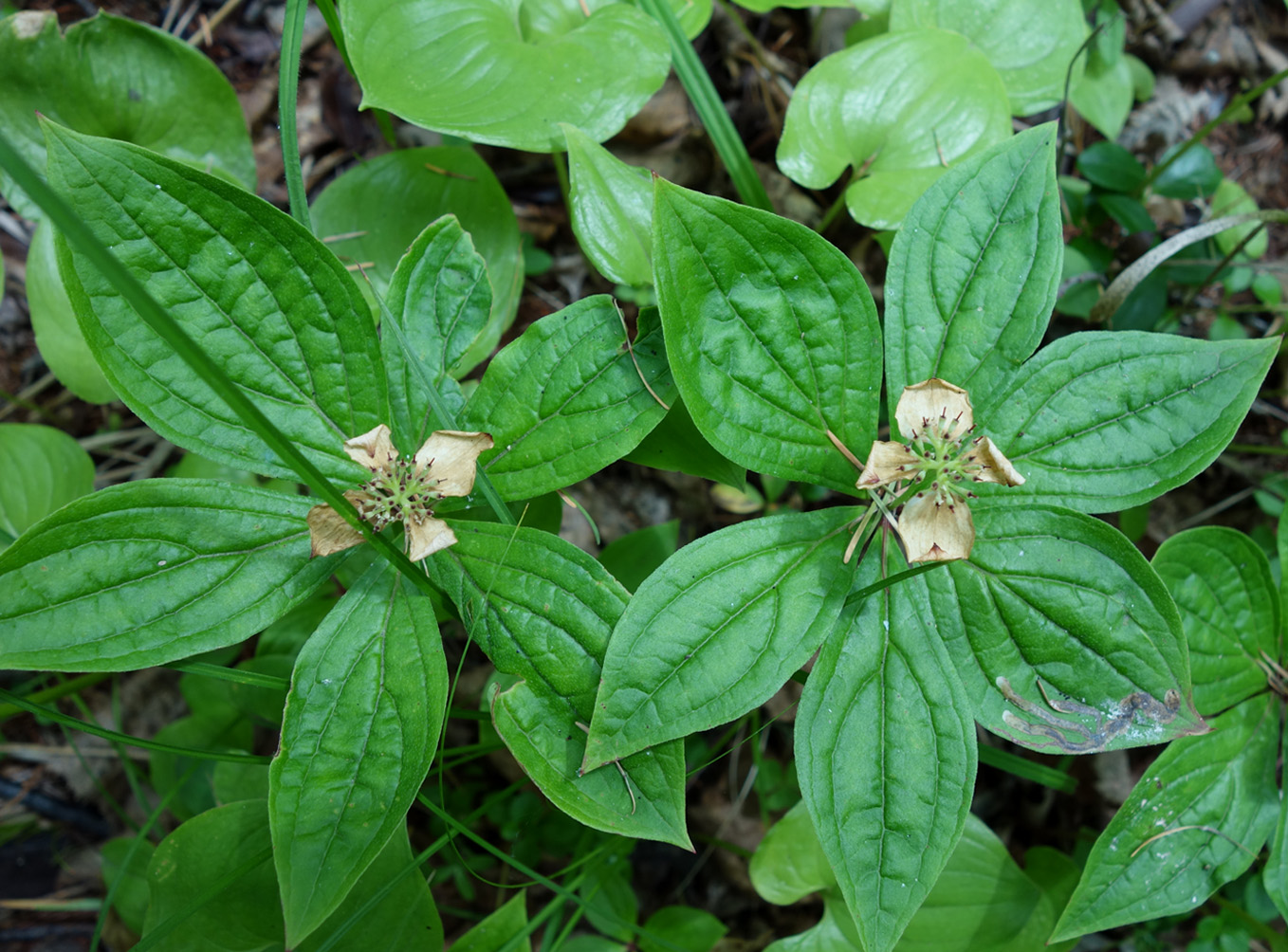 Image of Chamaepericlymenum canadense specimen.