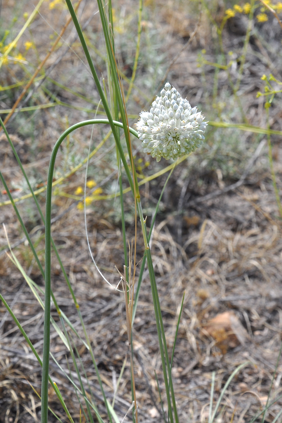 Image of Allium affine specimen.