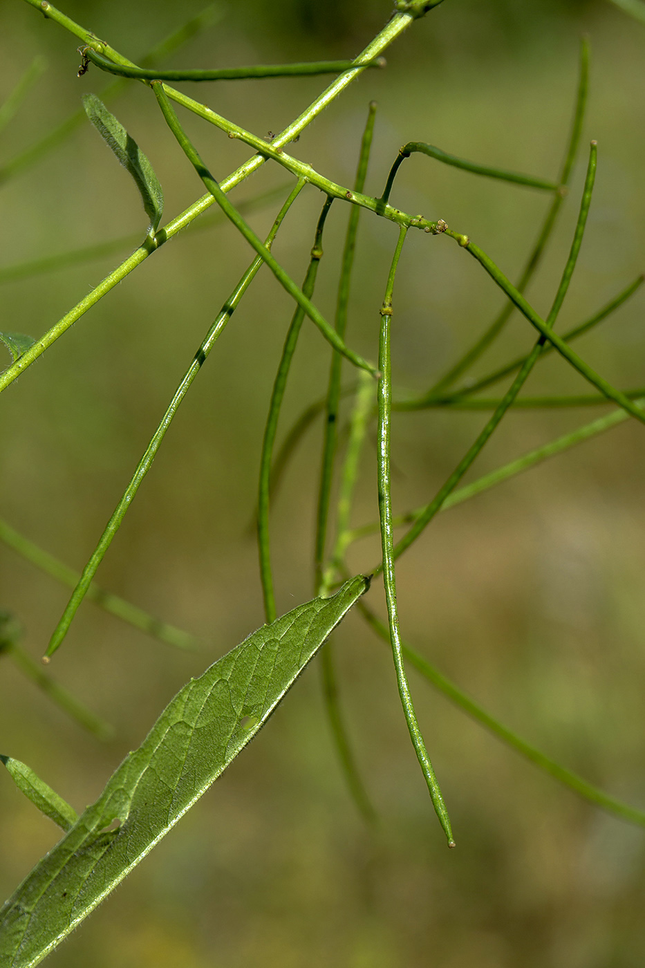 Image of Sisymbrium strictissimum specimen.