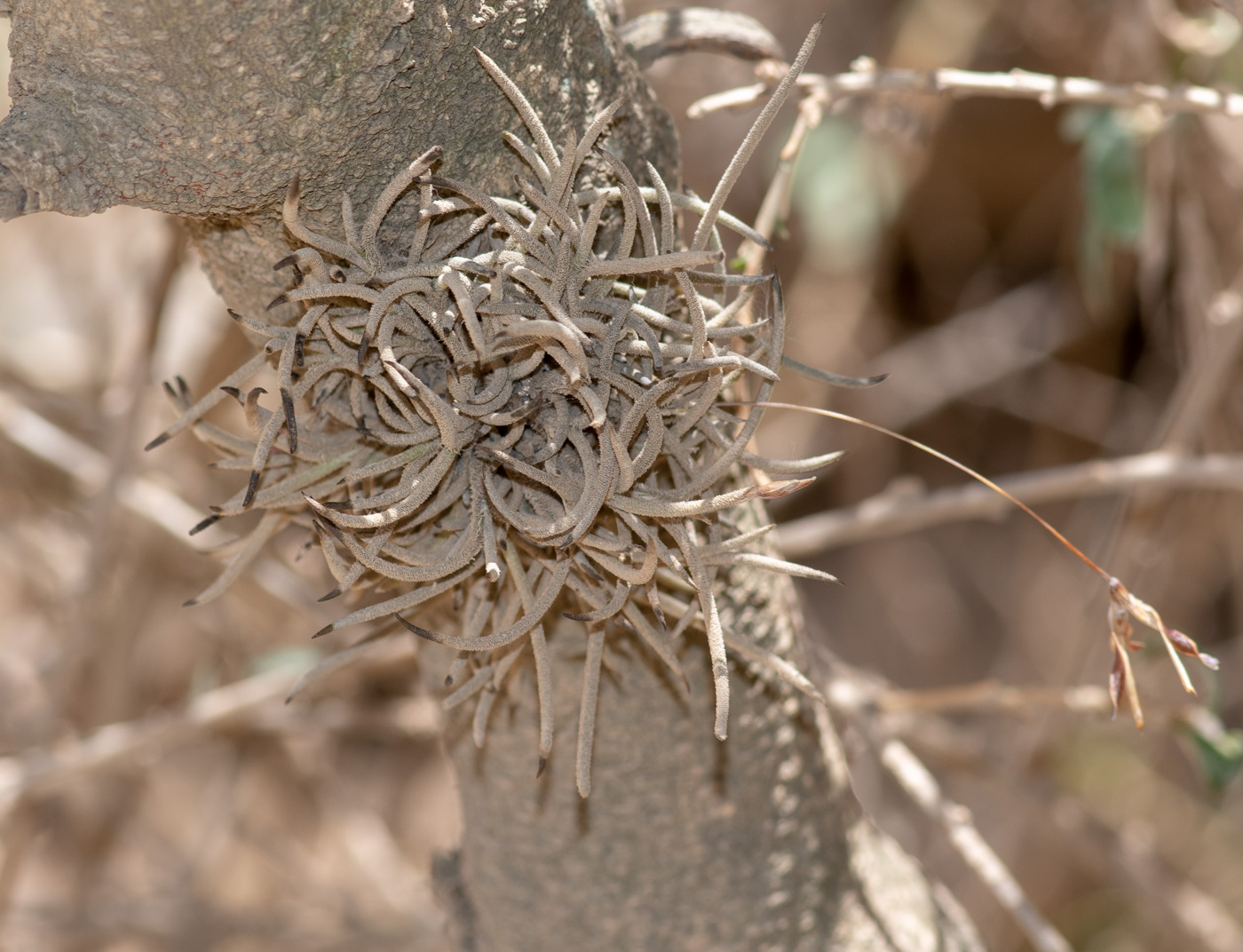 Image of Tillandsia recurvata specimen.