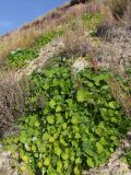 Tussilago farfara