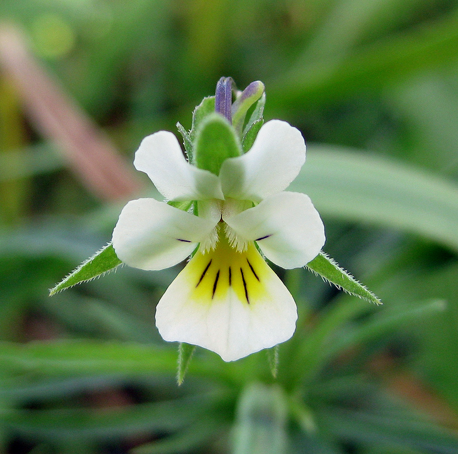 Image of Viola arvensis specimen.