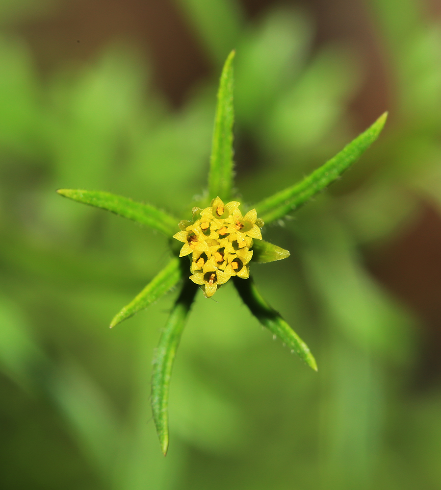 Image of Bidens parviflora specimen.