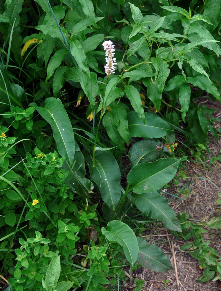 Image of Bistorta officinalis specimen.