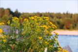 Tanacetum vulgare. Верхушка цветущего растения. Ленинградская обл., Ломоносовский р-н, берег Финского залива, Батарейная бухта, сложенный из валунов заброшенный пирс. 20.07.2019.