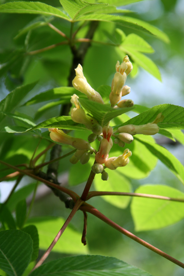 Изображение особи Aesculus &times; neglecta.