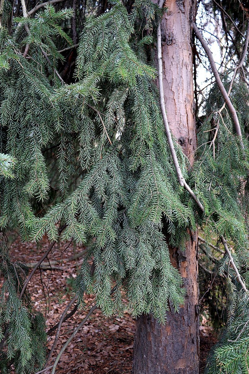 Image of Picea omorika specimen.