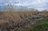 Phragmites australis. Заросли из сухих прошлогодних генеративных побегов. Калмыкия, Октябрьский р-н, окр. пос. Цаган-Нур, берег оз. Сарпа, у воды. 17.04.2021.