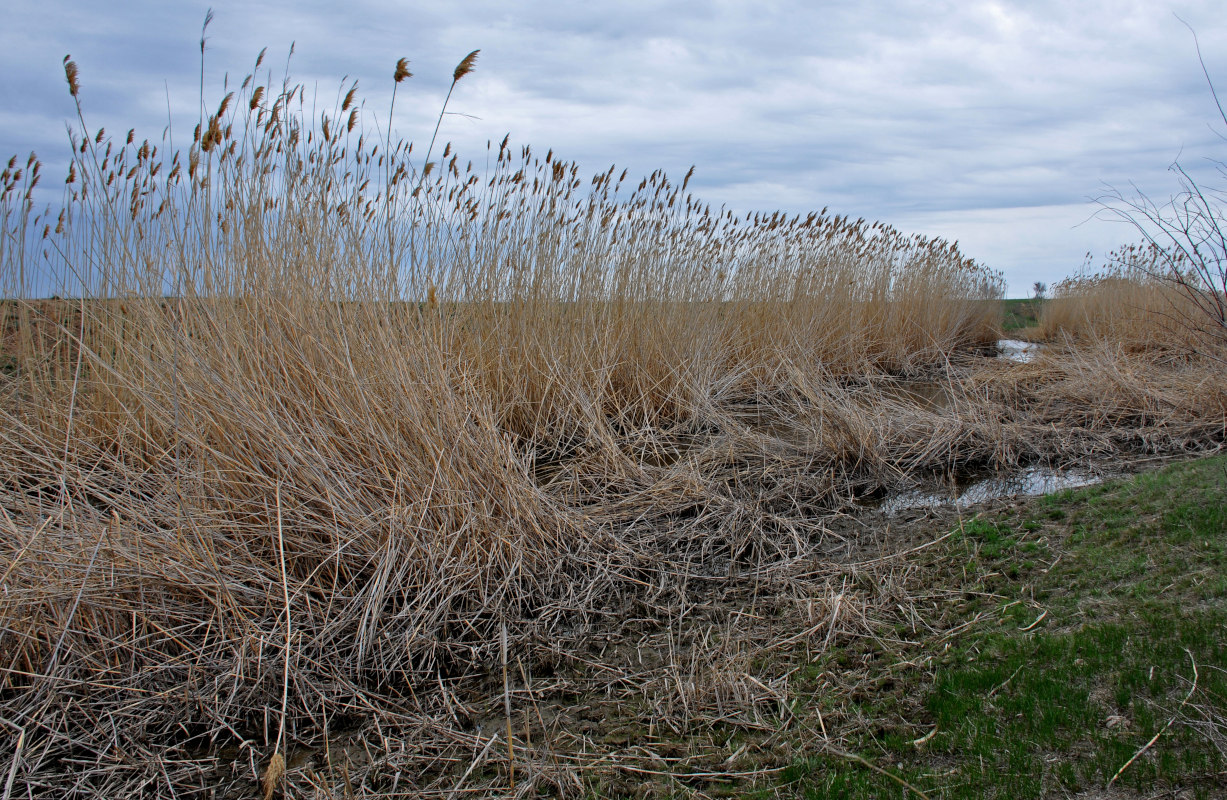 Изображение особи Phragmites australis.