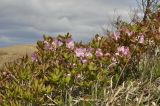 Rhododendron schlippenbachii. Цветущее растение. Приморье, Хасанский р-н, окр. бух. Теляковского, вершина сопки. 10.05.2021.