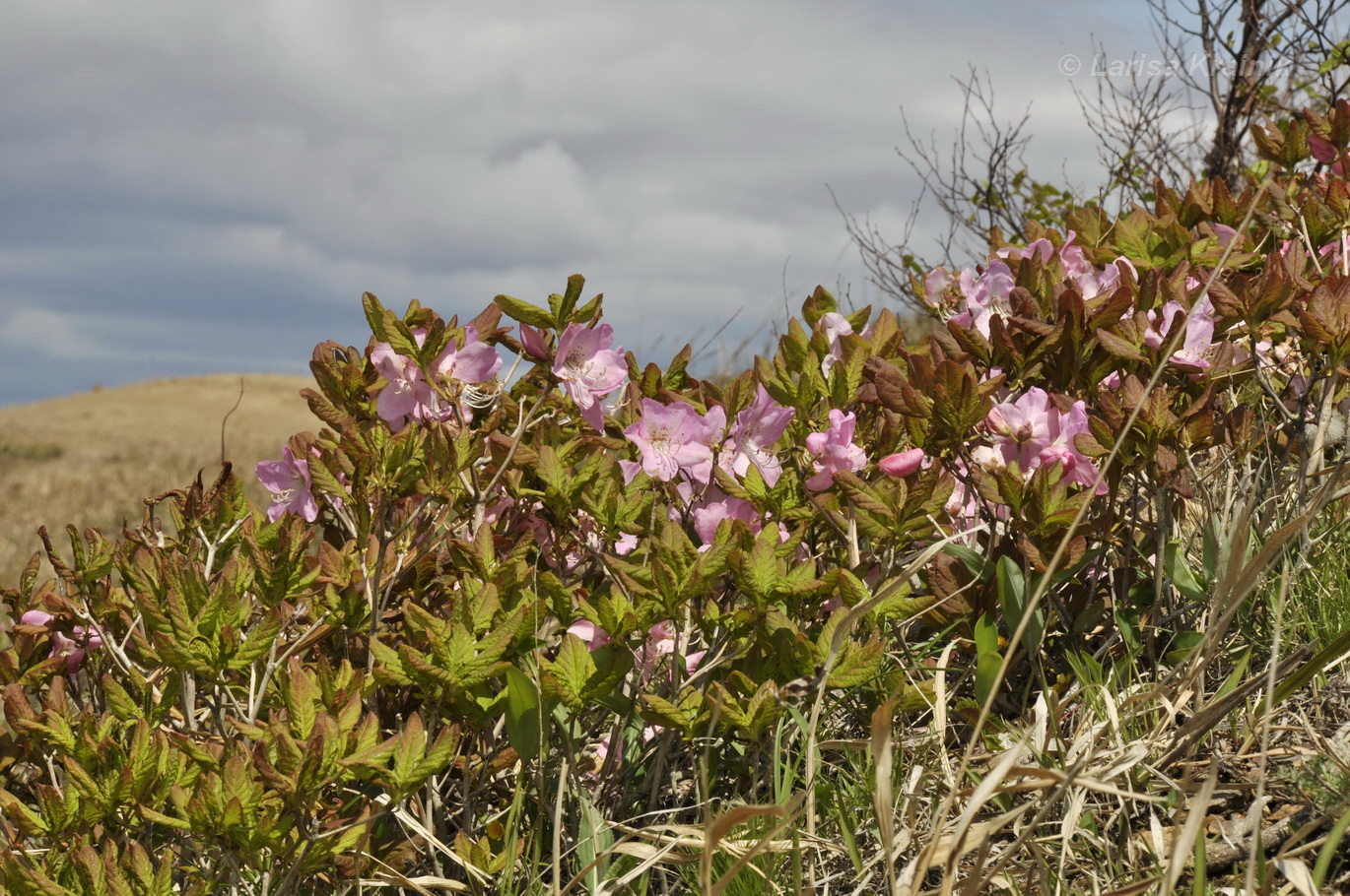 Image of Rhododendron schlippenbachii specimen.