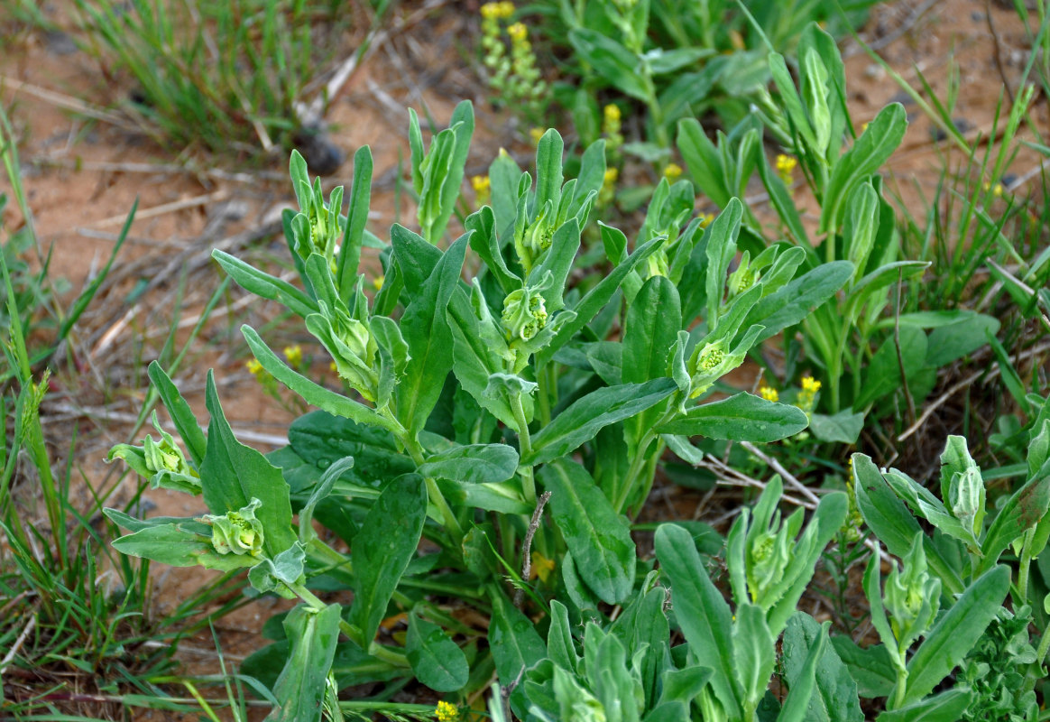 Image of Cardaria draba specimen.