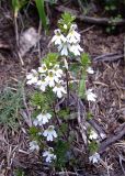 Euphrasia petiolaris