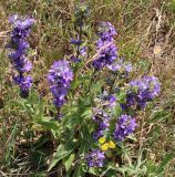 Campanula trautvetteri