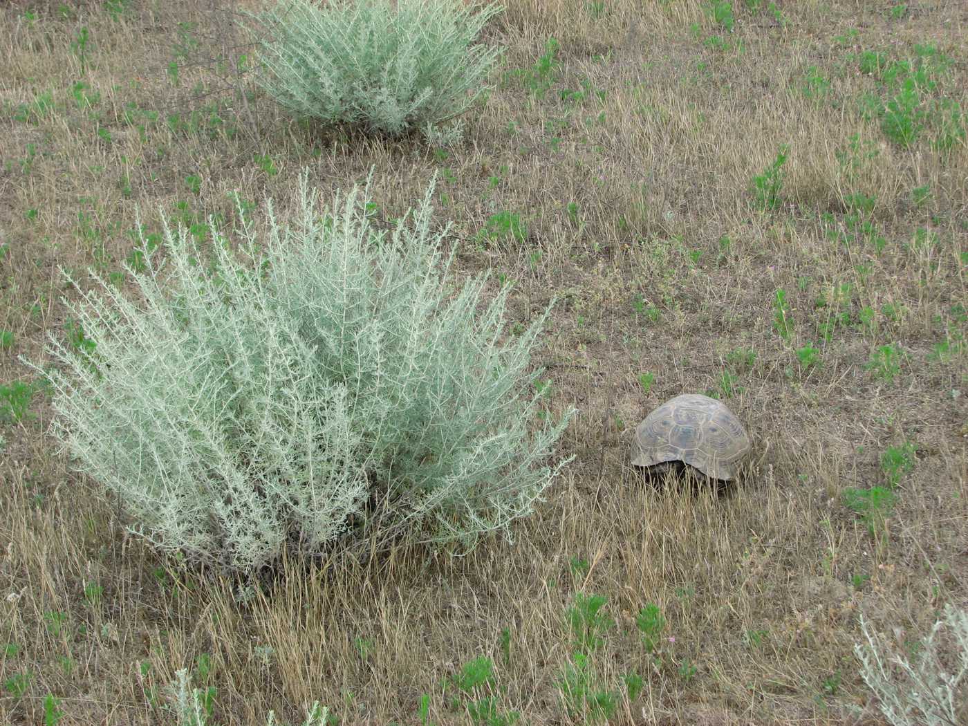 Image of Artemisia lercheana specimen.