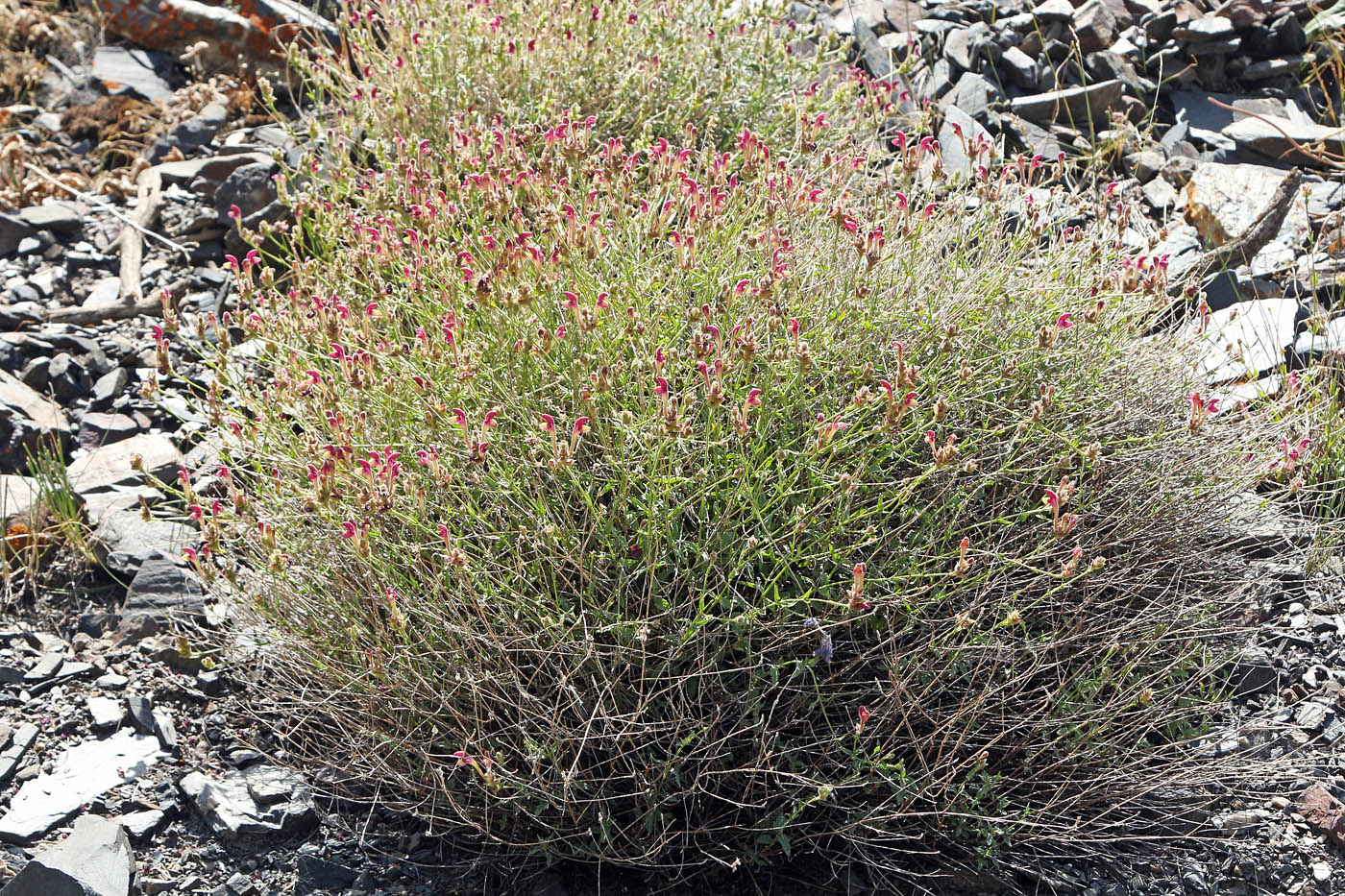 Image of Scutellaria glabrata specimen.