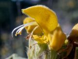 Phlomis fruticosa