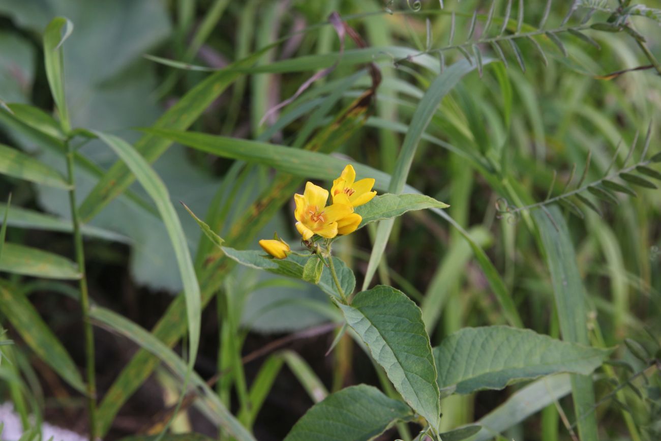 Вербейник обыкновенный Lysimachia vulgaris