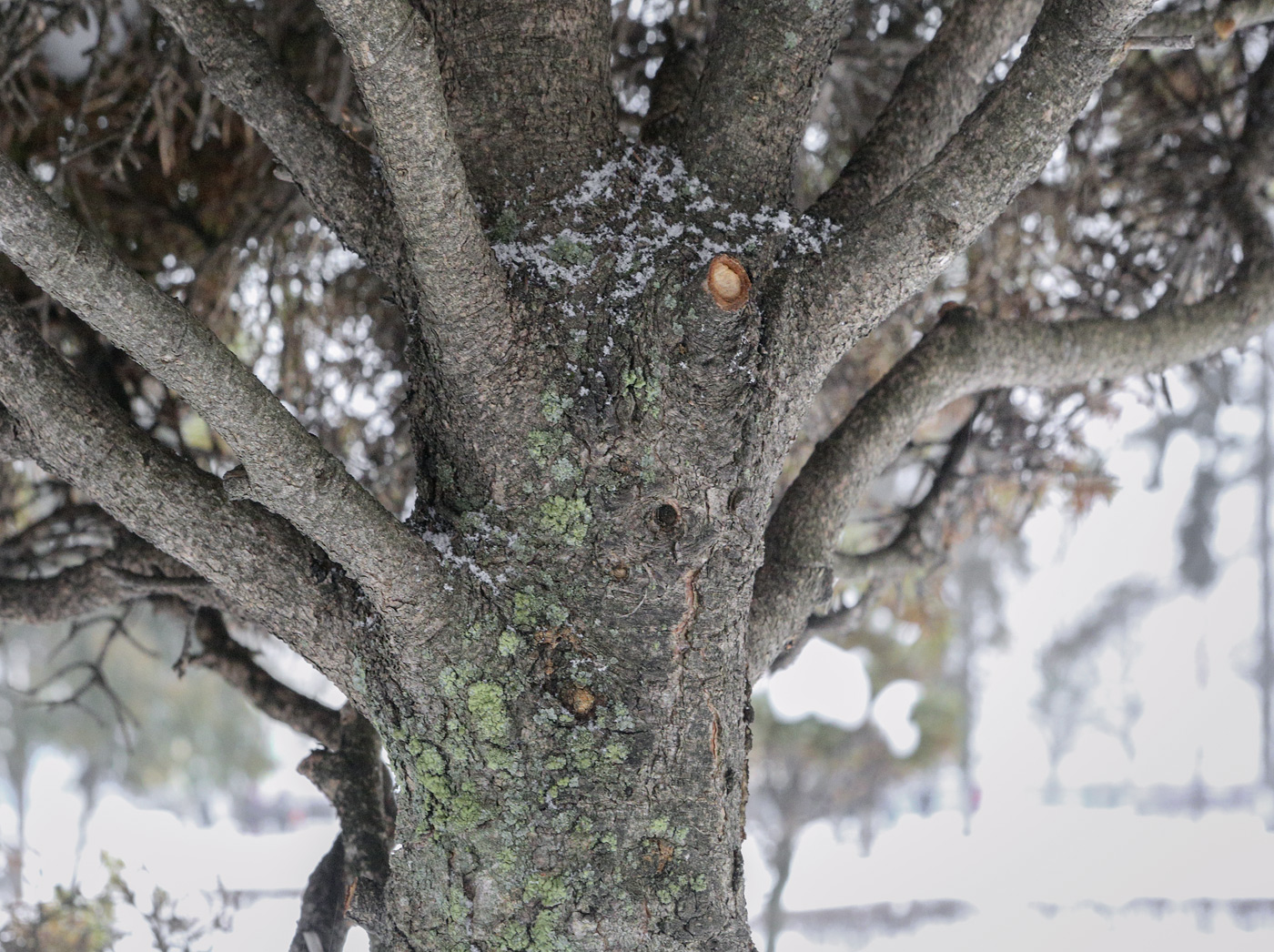 Image of Picea glauca specimen.