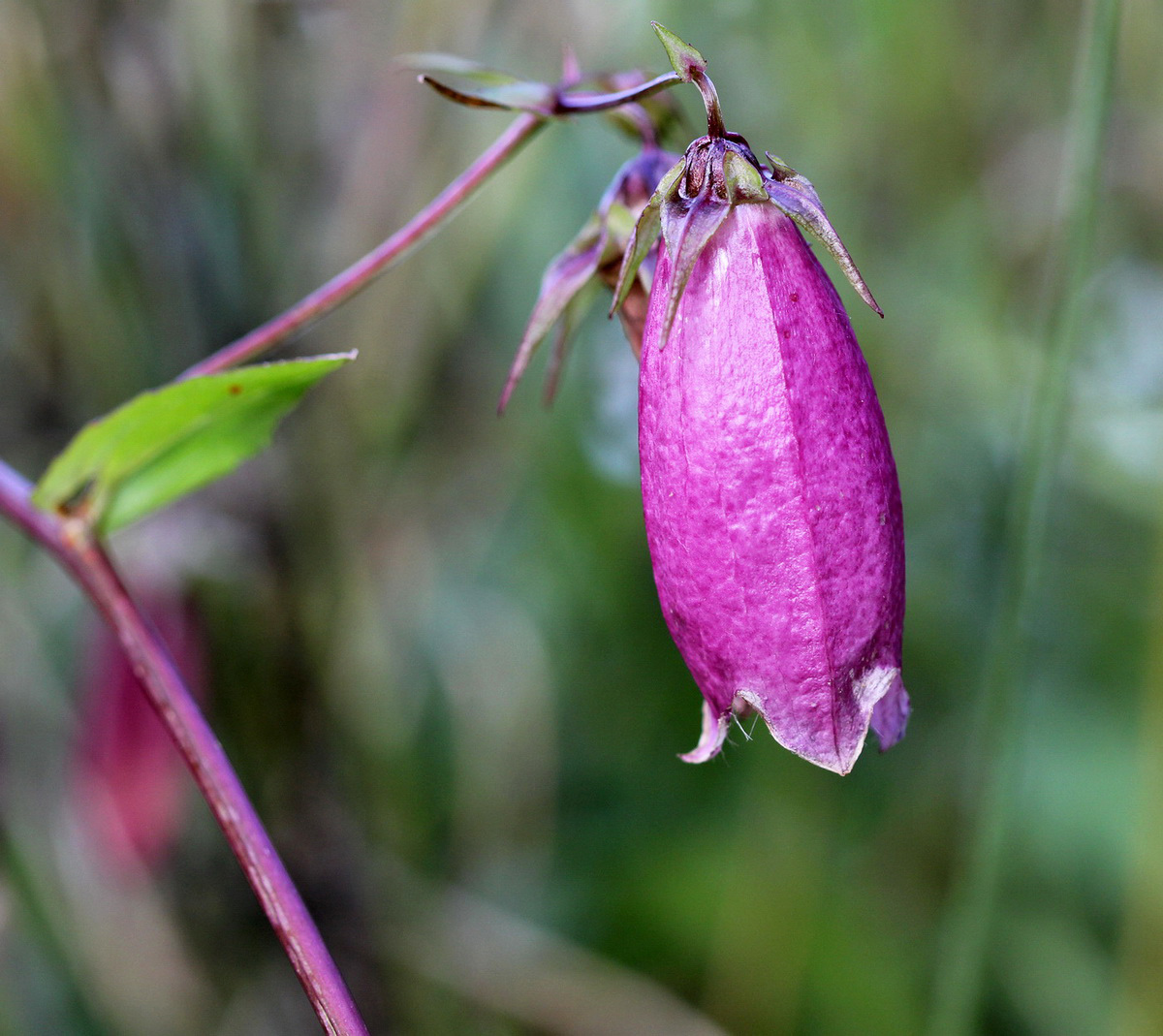 Изображение особи Campanula takesimana.