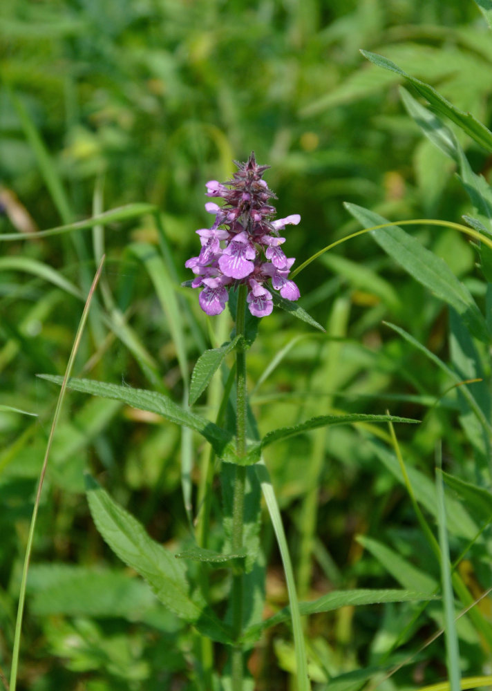 Image of Stachys palustris specimen.