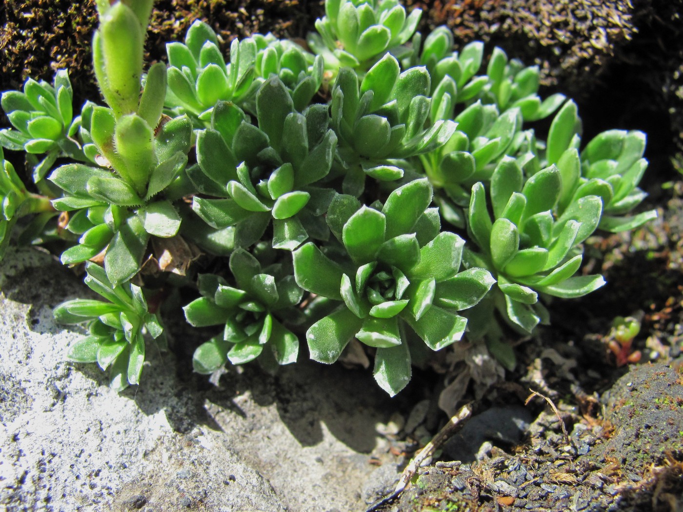 Image of genus Saxifraga specimen.