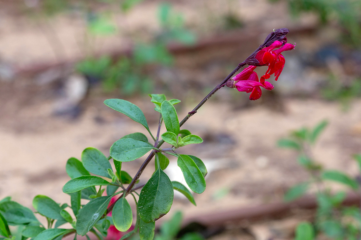 Image of Salvia greggii specimen.