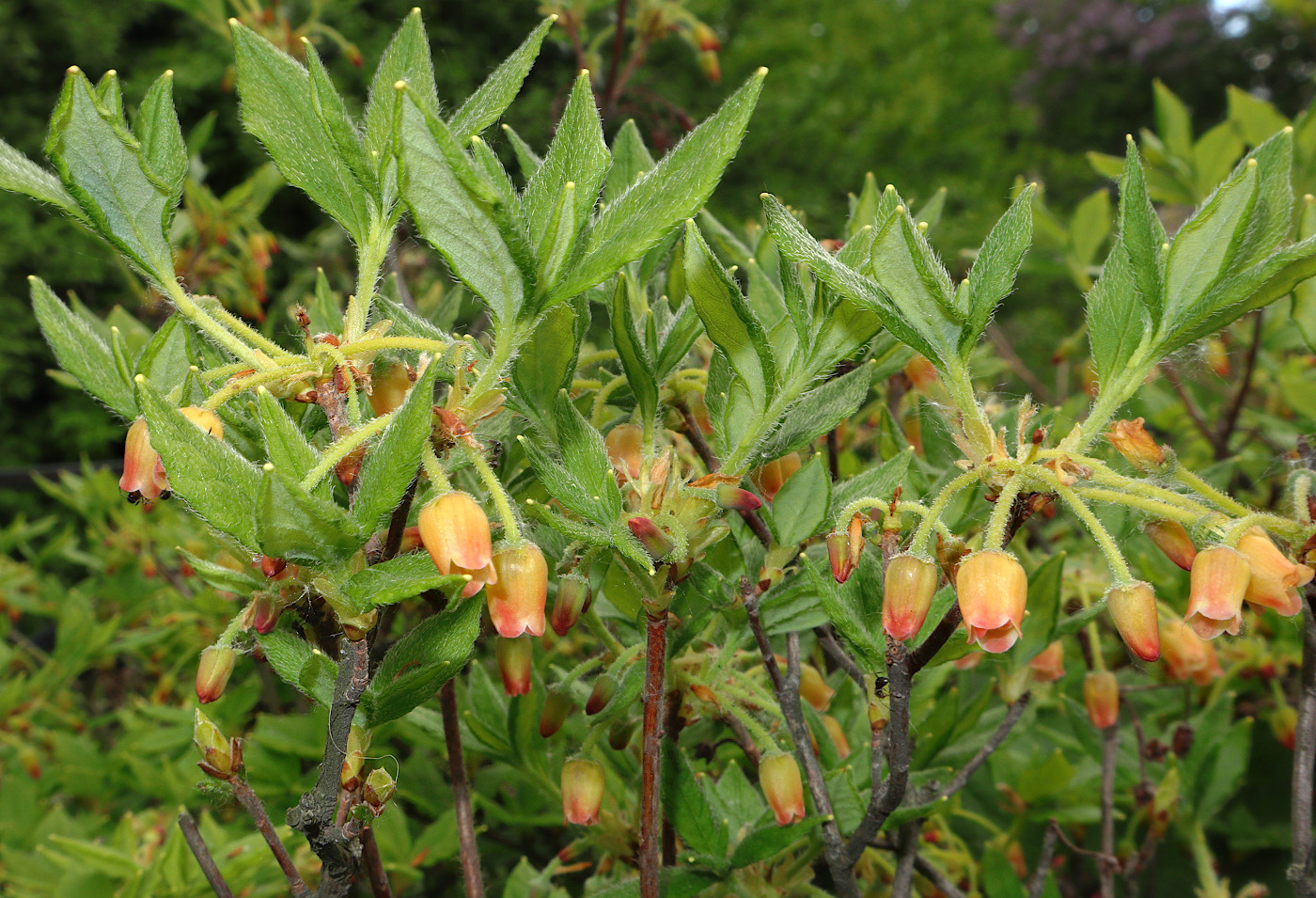 Image of Menziesia pilosa specimen.