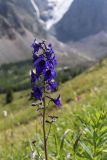 Delphinium elatum