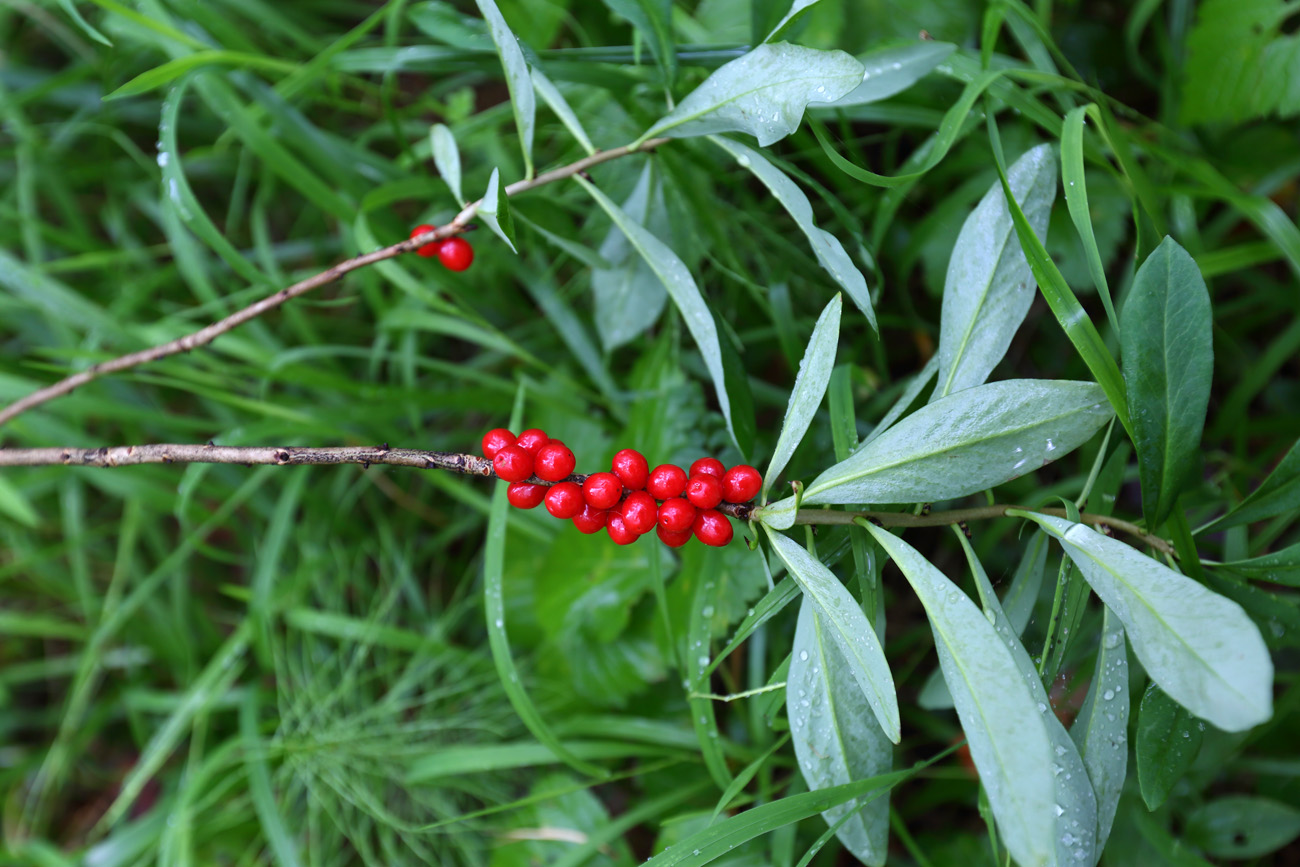 Изображение особи Daphne mezereum.