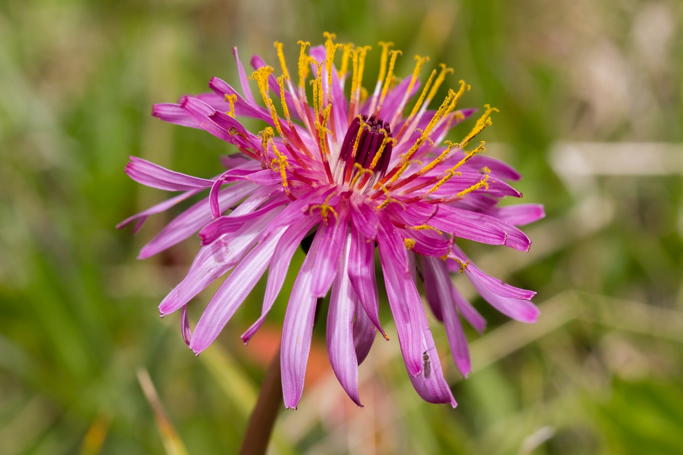 Image of Taraxacum porphyranthum specimen.