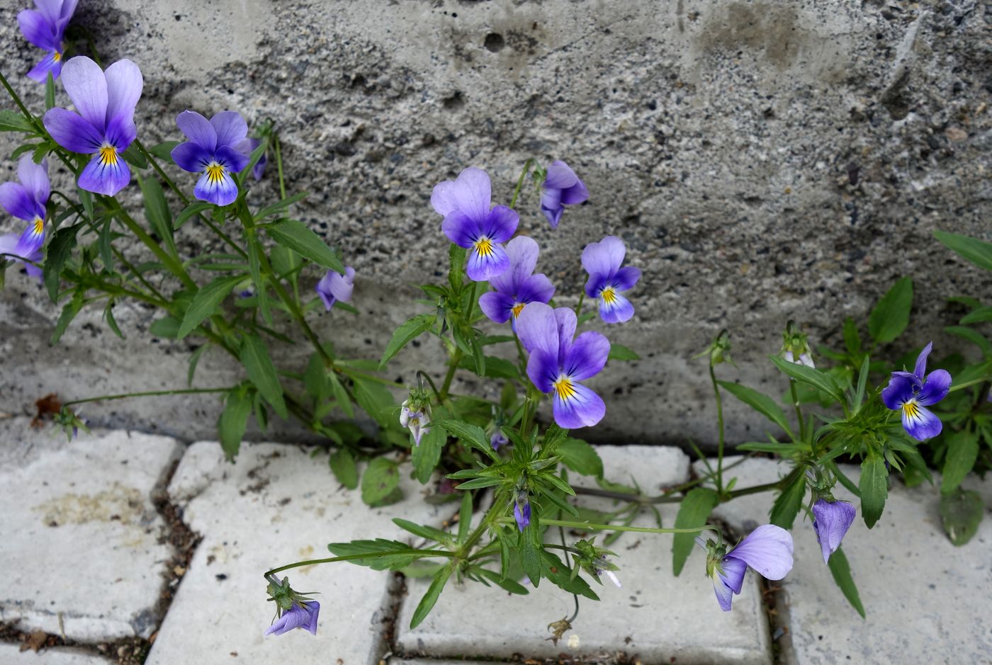 Image of Viola tricolor specimen.