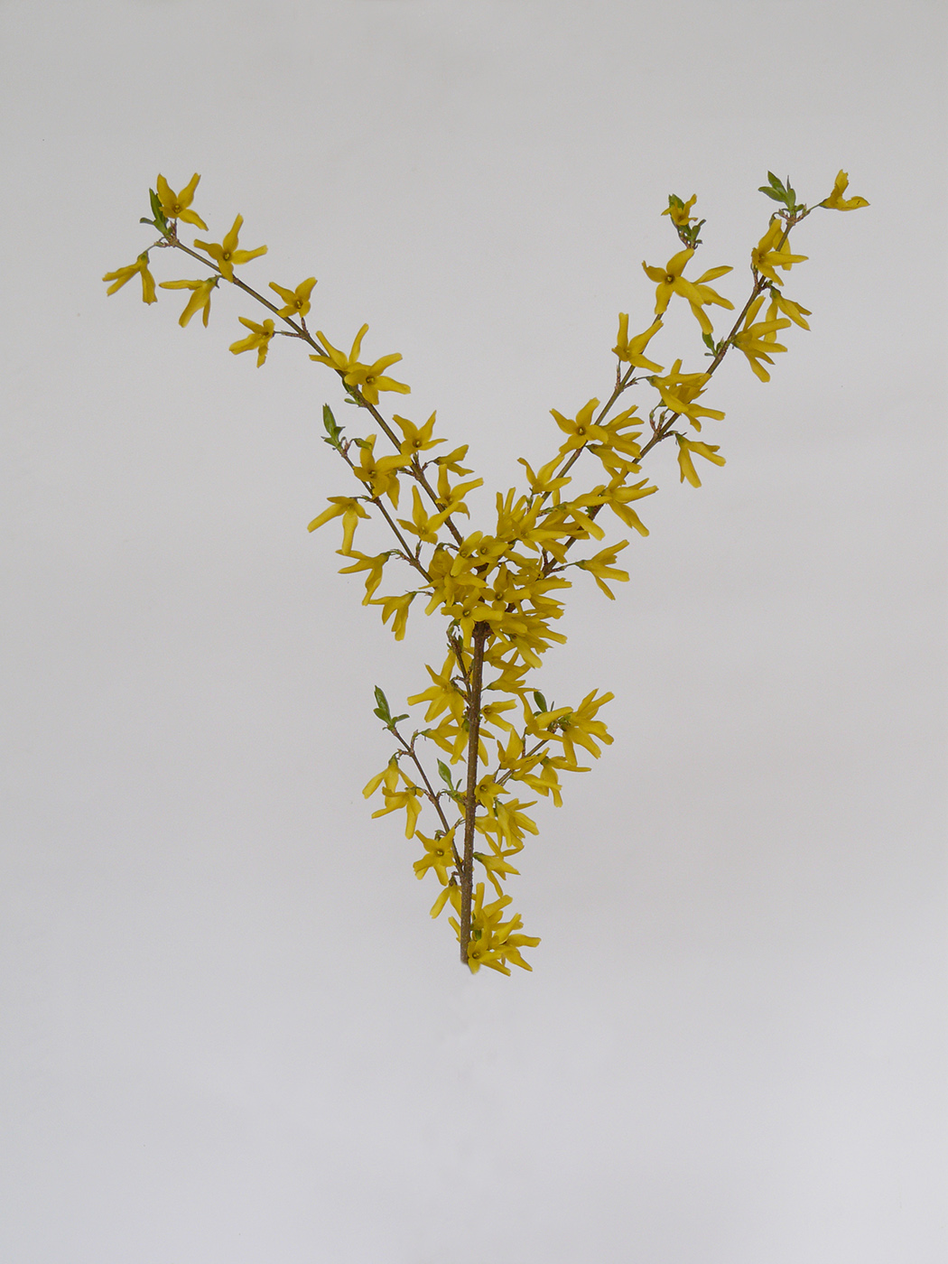 Изображение особи род Forsythia.