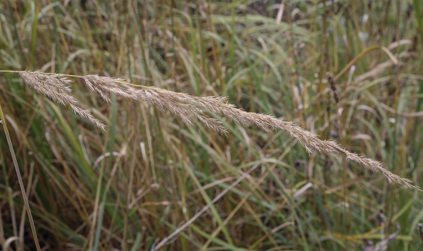 Image of Calamagrostis epigeios specimen.