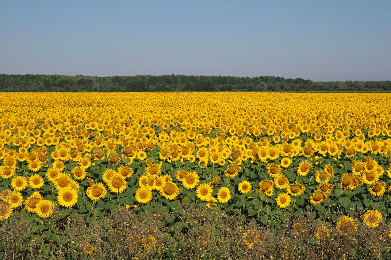 Image of Helianthus annuus specimen.