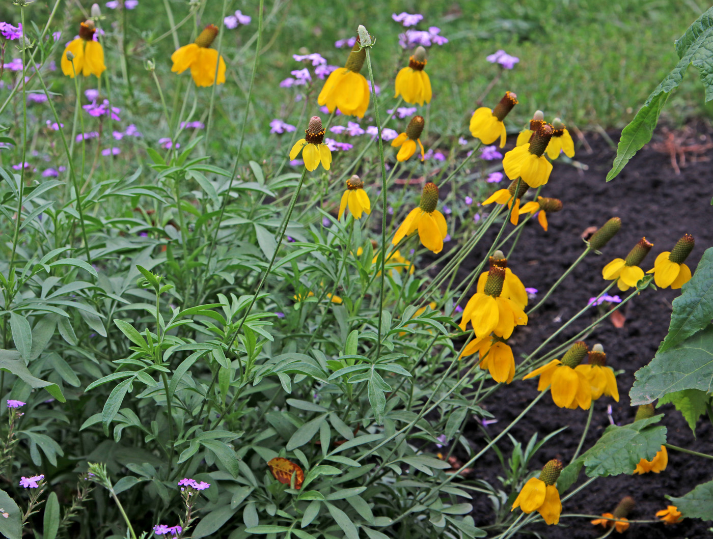 Изображение особи Rudbeckia columnifera.