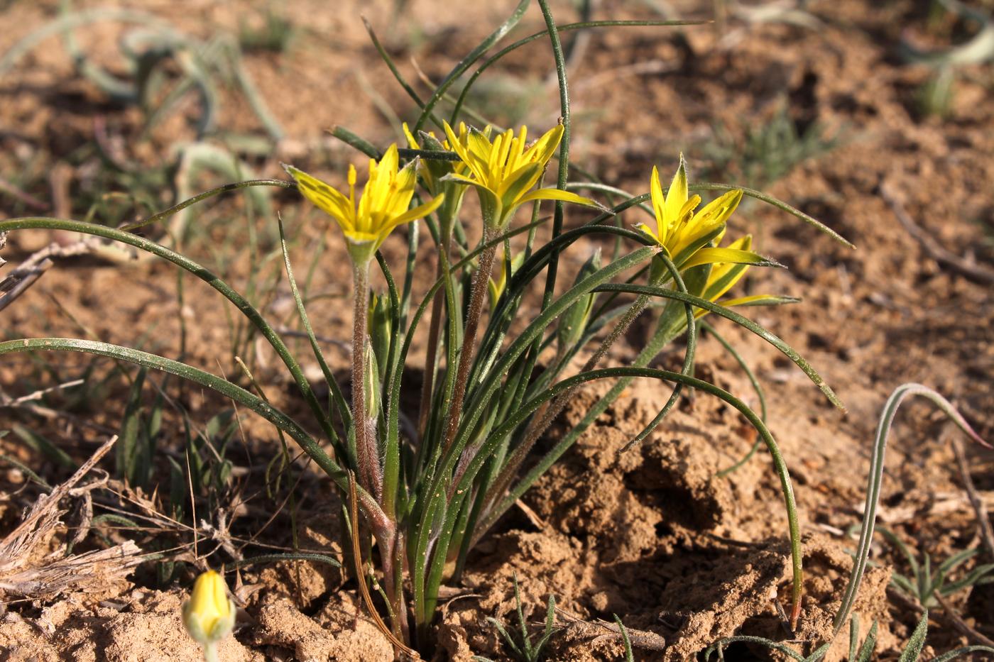 Image of Gagea reticulata specimen.