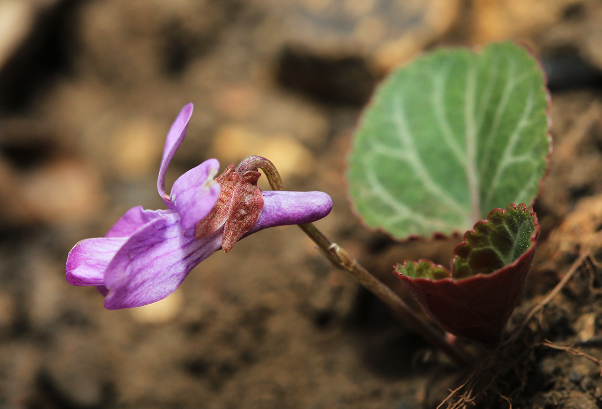 Image of Viola variegata specimen.