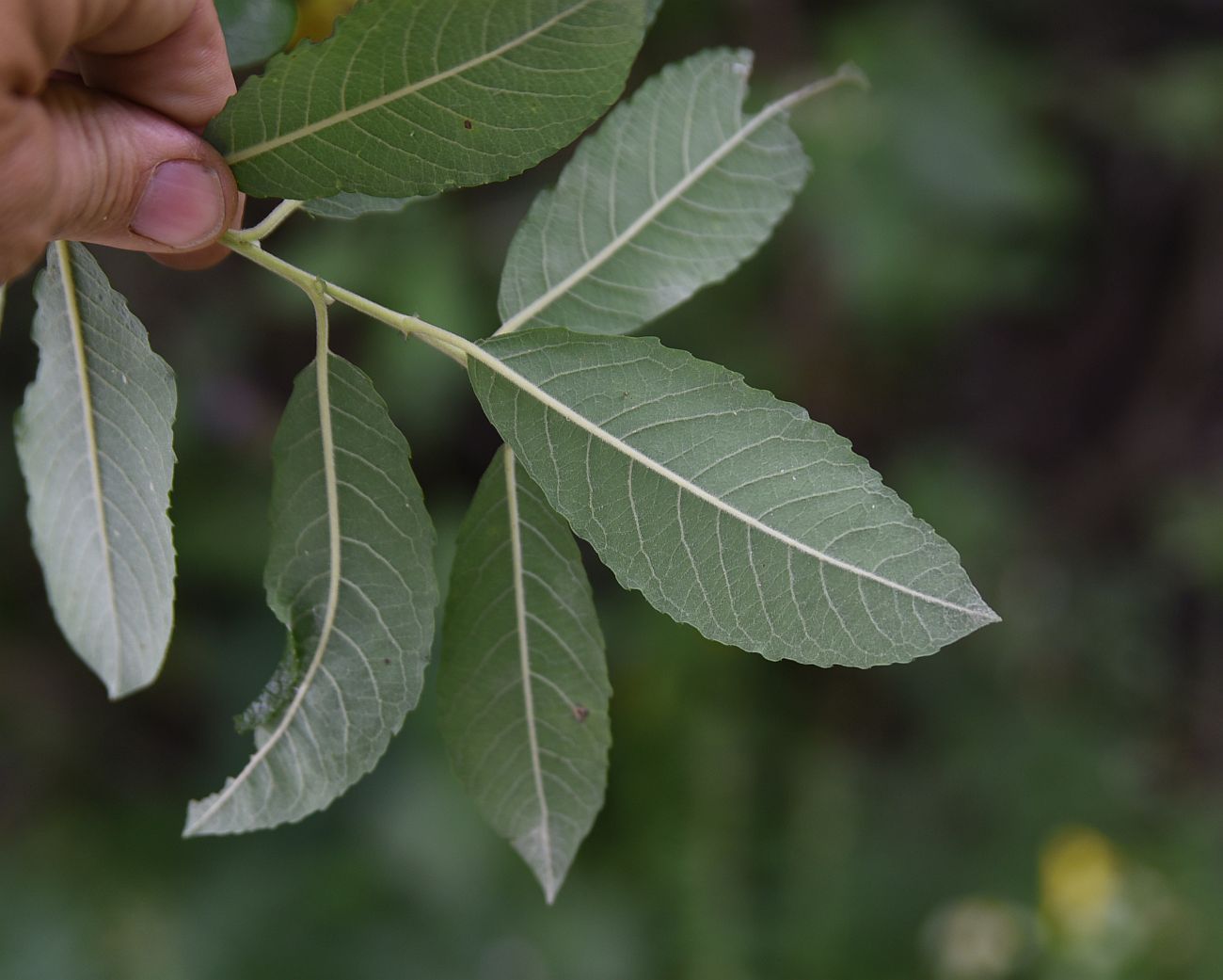 Image of genus Salix specimen.