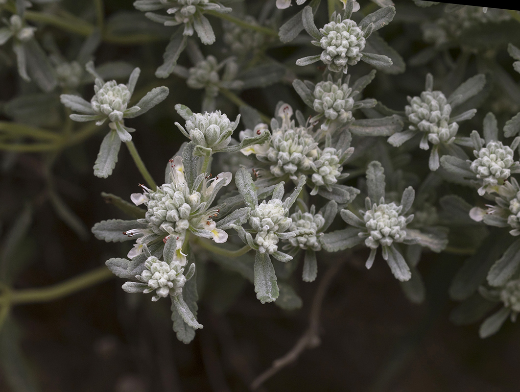 Изображение особи Teucrium capitatum.