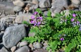 Astragalus subpolaris