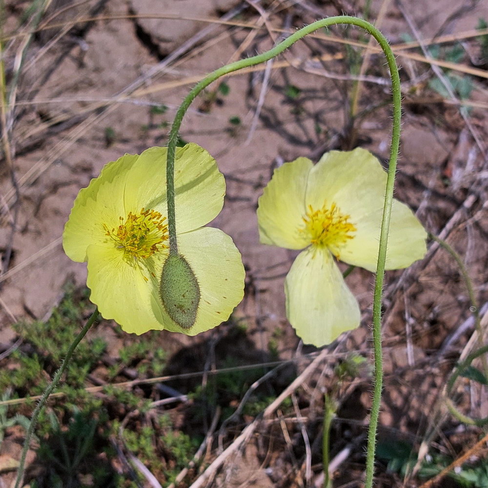 Изображение особи род Papaver.