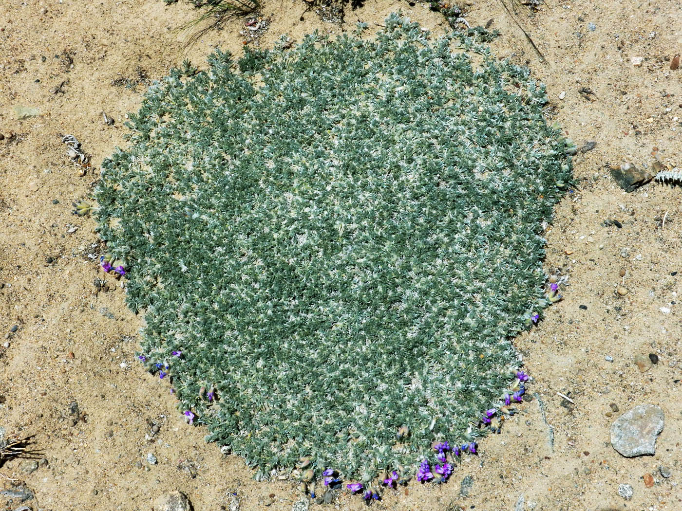 Image of genus Oxytropis specimen.