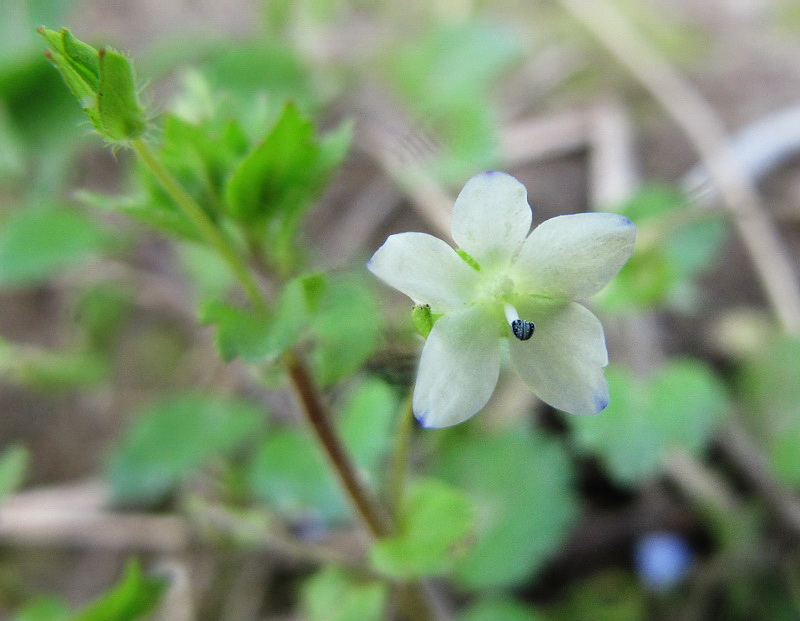 Image of Veronica persica specimen.