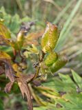 Aconitum sczukinii. Соплодие. Хабаровский край, окр. г. Комсомольск-на-Амуре, разнотравный луг. 11.09.2023.