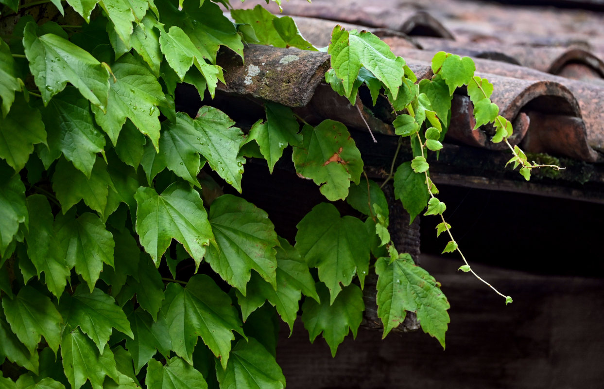 Image of Parthenocissus tricuspidata specimen.