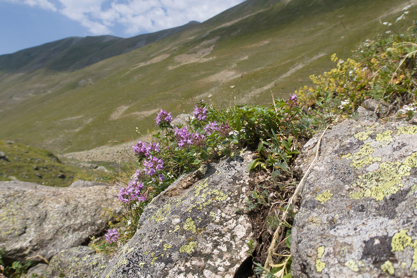 Изображение особи Thymus nummularius.